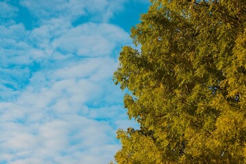 Fototapeta premium tree and blue sky