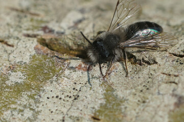 Closeup on a fresh emerged male of the endangered nyctemeral miner , Andrena nycthemera