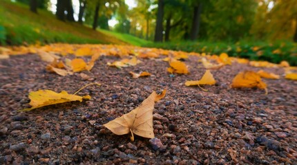 fallen autumn leaves