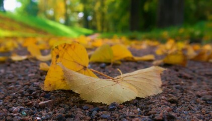autumn leaves on the ground