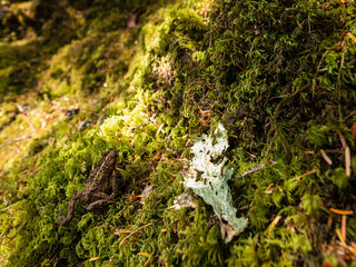 frog hiding in moss on tree