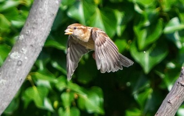 bird on a feeder