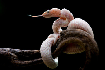 Obraz premium Pink male mangrove pit viper Trimeresurus purpureomaculatus on a branch and posing steady with black background 