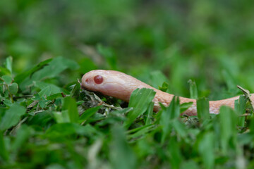 Close up of a juvenile albino javan spitting cobra slithering on grass near settlement