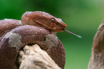 Big red female flat nosed pit viper Craspedocephalus or Trimeresurus puniceus on a branch curling its body