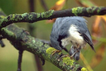 Bird on the tree