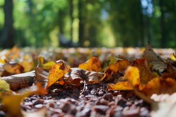 autumn leaves on the ground