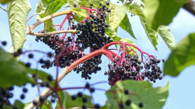 Ripe bunches of elderberries on branches of tree close-up. Harvest time