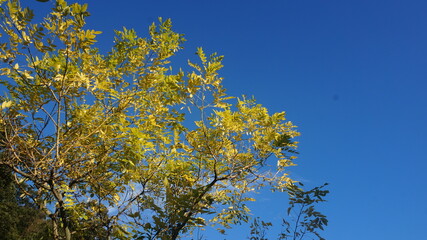 autumn yellow leaves against the blue sky - autumn mood - autumn background