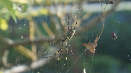 Argiope bruennichi - is a yellow large spider that lives on plants.