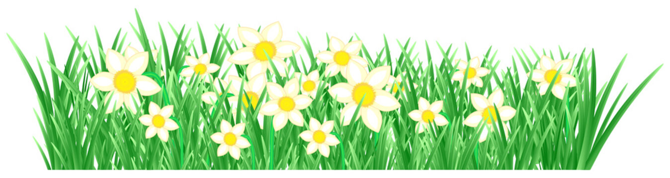 Gras mit Narzissen Blumen im Frühling