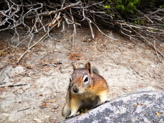 red squirrel on the ground