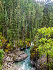 Fototapeta na wymiar maligne canyon turquoise river in the forest in jasper national park