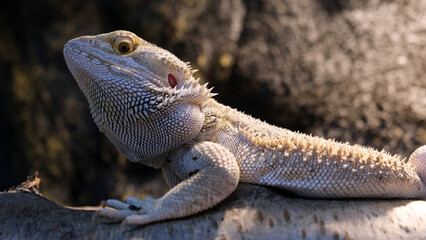 pogona lizard  animal 2