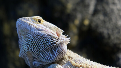 pogona lizard  animal 1