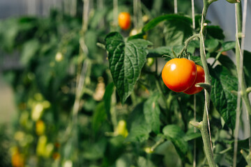 ripe tomatoes on a branch growing in the greenhouse