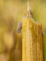 Whitebacked plant- hopper
Insects