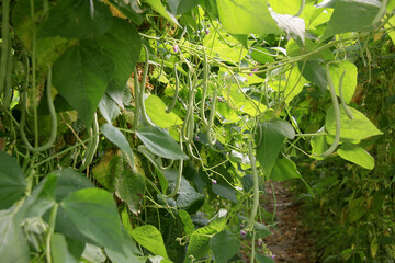 haricots prêt à cueillir