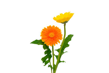 sunflower flower isolated white background