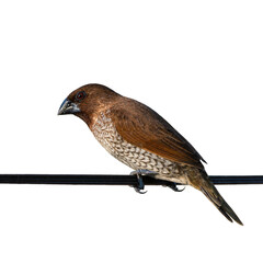 The adult of scaly-breasted munia or spotted munia or Lonchura punctulata, beautiful brown bird on cable with white background in Thailand and clipping path.