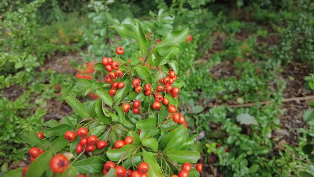 Close-up shot of red berries