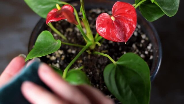 Cleaning leaves of anthurium houseplant in bloom with damp sponge. Looking after houseplants
