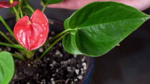 Cleaning leaves of anthurium houseplant in bloom with damp sponge. Looking after houseplants