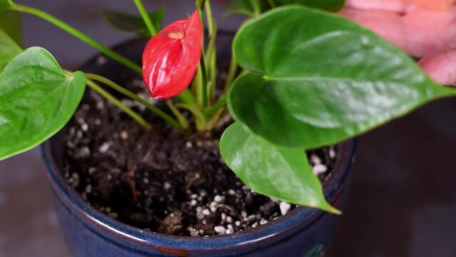 Cleaning leaves of anthurium houseplant in bloom with damp sponge. Looking after houseplants