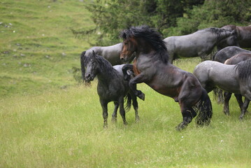 Noriker Deckhengste auf der Almweide © Grubärin