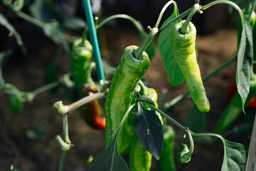 Close-up of potted chilli plants, selective focus
