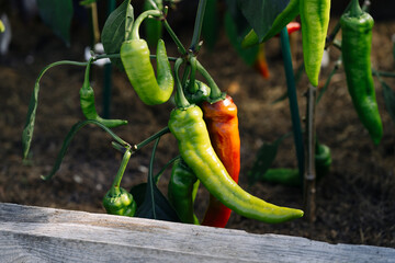 Close-up of potted chilli plants, selective focus
