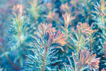 Naklejka na ściany i meble Airy atmosphere. Art photography. Blurred natural summer background of plants in green blue red purple color. Shallow depth of field.The artistic intend and the filters. Film style old lens.Top view