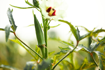 Close up of green fresh organic okra on okra tree , health concept