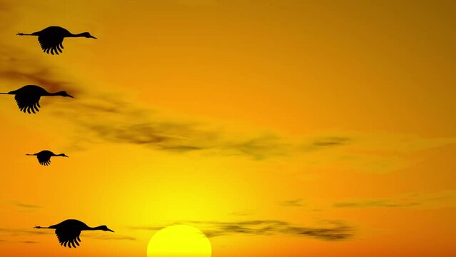 Cranes  flies in the sunset sky  view from bottom 2d animation 