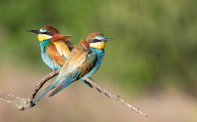 European bee-eater, Merops apiaster. Two birds are sitting on a branch. Male and female. Selective focus on the female