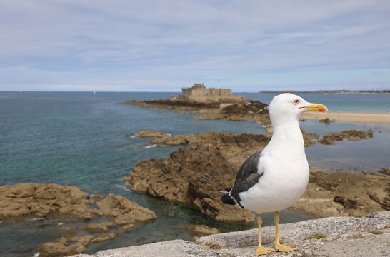 lookout gull with yellow beak guarding the island