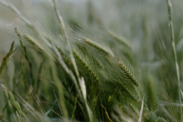 green wheat field