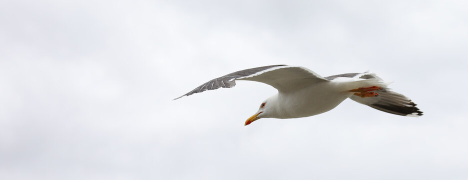 seagull with yellow beak flying free in the white sky with spread wings