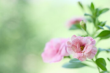 Pale pink flowers. Delicate delicate petals.