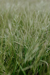green grass in the wind