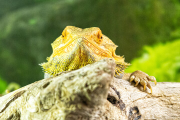 Szczęśliwy dargon © marecki79