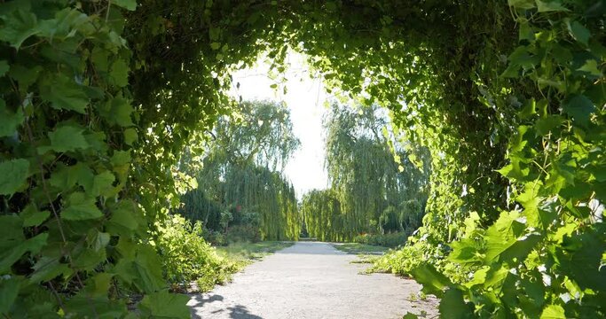 Beautiful tunnel of grape leaves that flutter in wind. Cinema 4K 60fps video