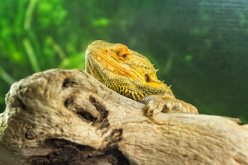 Szczęśliwy dragon © marecki79