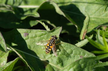 Helophilus pendulus - Hoverfly - Helophile à bandes grises - Hélophile suspendu