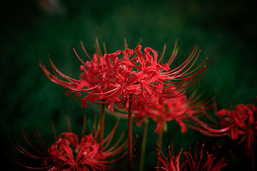 妖艶な彼岸花(曼珠沙華)