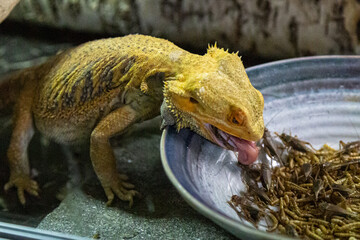 Dragon eating © marecki79