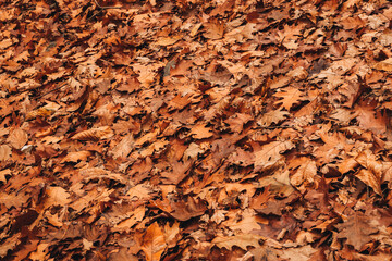 Autumn leaves background. Orange and brown fallen leaves on the ground.