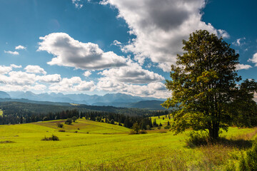 Fototapeta premium Nature landscape in Carpathian mountains with green meadows, blue sky and clouds