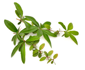 Berberis julianae, the wintergreen barberry or Chinese barberry. Isolated on white background