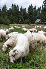 Wooden shepherd hut and sheep grazing in Carpathian mountains